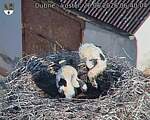 Capi_Dubne_20260626_064004.jpg