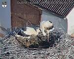 Capi_Dubne_20260626_064503.jpg