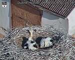 Capi_Dubne_20260626_072004.jpg