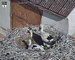 Capi_Dubne_20260626_075004.jpg