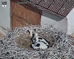 Capi_Dubne_20260626_080003.jpg