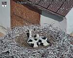 Capi_Dubne_20260626_083503.jpg