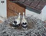 Capi_Dubne_20260626_093504.jpg