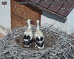 Capi_Dubne_20260626_094004.jpg