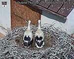 Capi_Dubne_20260626_094503.jpg