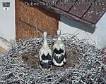 Capi_Dubne_20260626_100004.jpg
