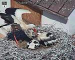 Capi_Dubne_20260626_100503.jpg