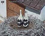 Capi_Dubne_20260626_102003.jpg