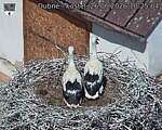 Capi_Dubne_20260626_102504.jpg