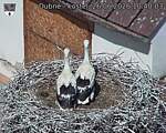 Capi_Dubne_20260626_104003.jpg