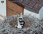 Capi_Dubne_20260626_104503.jpg