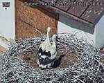 Capi_Dubne_20260626_105004.jpg