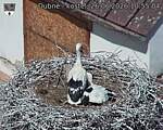 Capi_Dubne_20260626_105504.jpg