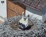 Capi_Dubne_20260626_114004.jpg