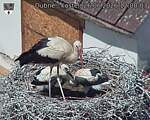 Capi_Dubne_20260626_120003.jpg
