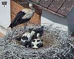 Capi_Dubne_20260626_120503.jpg