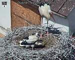 Capi_Dubne_20260626_121003.jpg