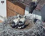 Capi_Dubne_20260626_121503.jpg