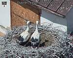 Capi_Dubne_20260626_122504.jpg