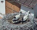 Capi_Dubne_20260626_125003.jpg