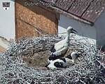 Capi_Dubne_20260626_130003.jpg
