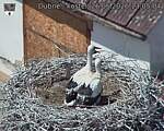 Capi_Dubne_20260626_130504.jpg