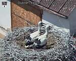 Capi_Dubne_20260626_131003.jpg
