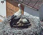 Capi_Dubne_20260626_132003.jpg