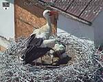 Capi_Dubne_20260626_133004.jpg