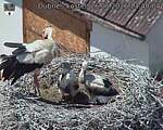 Capi_Dubne_20260626_134004.jpg