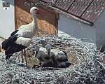 Capi_Dubne_20260626_134504.jpg