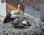 Capi_Dubne_20260626_135003.jpg