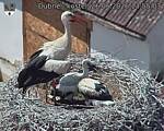 Capi_Dubne_20260626_135503.jpg