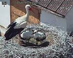 Capi_Dubne_20260626_140004.jpg