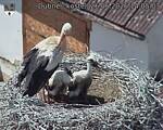 Capi_Dubne_20260626_140503.jpg