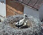 Capi_Dubne_20260626_141503.jpg
