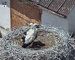Capi_Dubne_20260626_142004.jpg