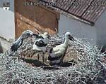 Capi_Dubne_20260626_142504.jpg