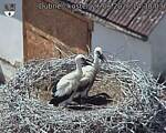 Capi_Dubne_20260626_143003.jpg