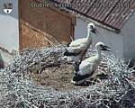 Capi_Dubne_20260626_143503.jpg