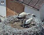 Capi_Dubne_20260626_144003.jpg