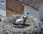 Capi_Dubne_20260626_150003.jpg