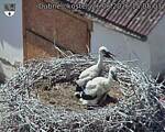 Capi_Dubne_20260626_150503.jpg