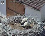 Capi_Dubne_20260626_151004.jpg
