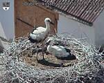 Capi_Dubne_20260626_152503.jpg