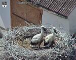 Capi_Dubne_20260626_153003.jpg