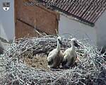 Capi_Dubne_20260626_153503.jpg