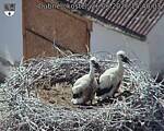 Capi_Dubne_20260626_154003.jpg