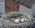 Capi_Dubne_20260626_154502.jpg