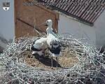 Capi_Dubne_20260626_160004.jpg